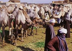     (Birqash Camel Market), 