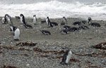   (Monumento Natural Los Pingüinos), -